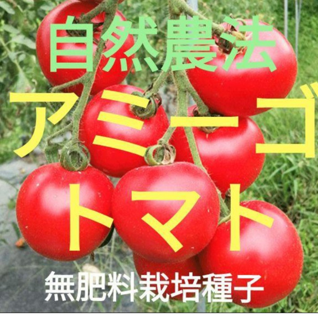 自然農法 アミーゴ(中玉)トマトの固定種25粒 食品/飲料/酒の食品(野菜)の商品写真