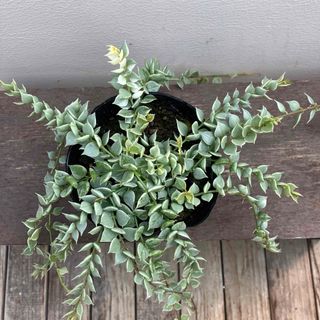 観葉植物　ディスキディア　ミリオンハート   斑入り(その他)