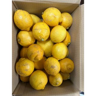 今年最後かも　国産レモン　無農薬C(フルーツ)