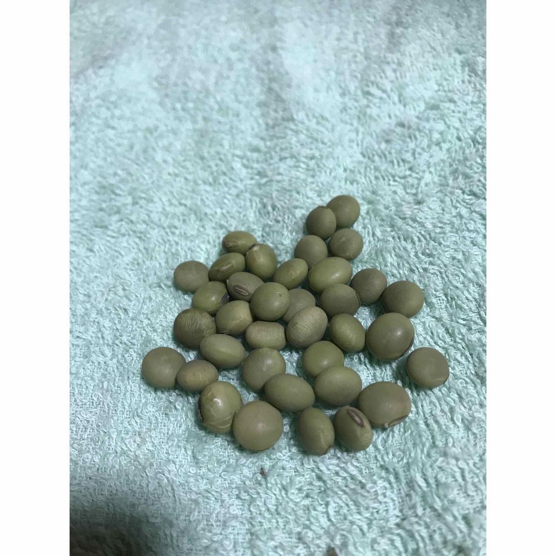 毛豆の種 30粒 ハンドメイドのフラワー/ガーデン(その他)の商品写真