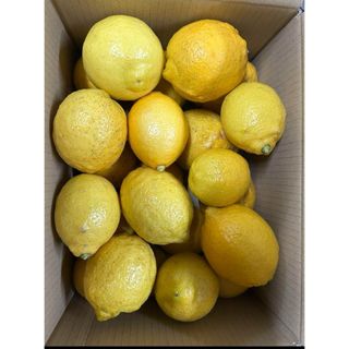 今年最後かも　国産レモン　無農薬G(フルーツ)
