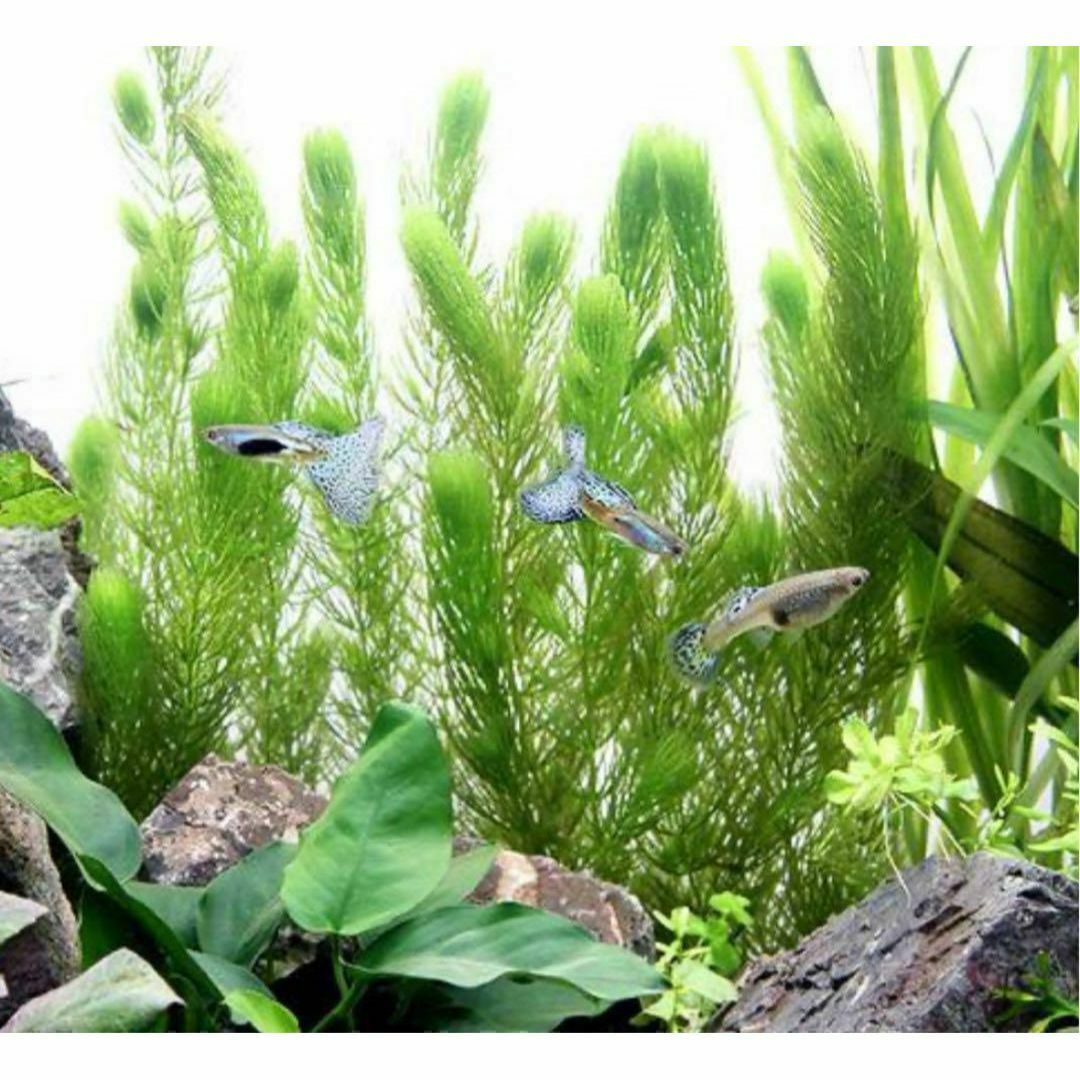 【無農薬】 国産 マツモ 10本セット エビ 熱帯魚 メダカ 金魚 その他のペット用品(アクアリウム)の商品写真