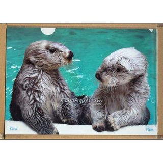 鳥羽水族館　メイちゃん　キラちゃん　A4 クリアファイル　Kira May (クリアファイル)