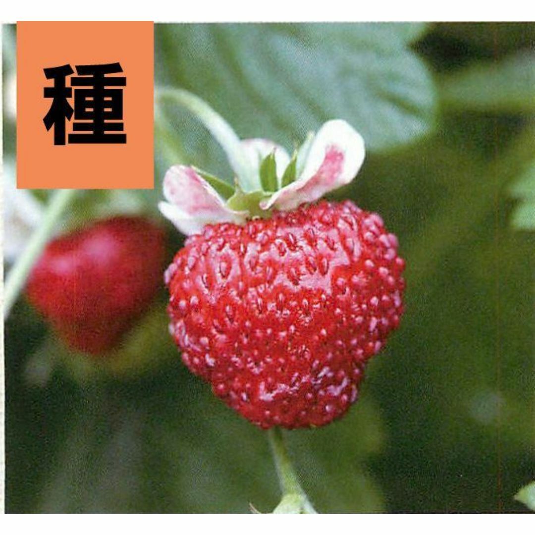 <野菜の種>ワイルドストロベリー ミグノネッテ 30粒 ハンドメイドのフラワー/ガーデン(プランター)の商品写真