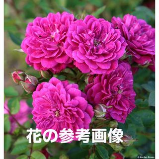 ミニバラ・つるバラの苗　ピンク　挿木　根無　５本(その他)