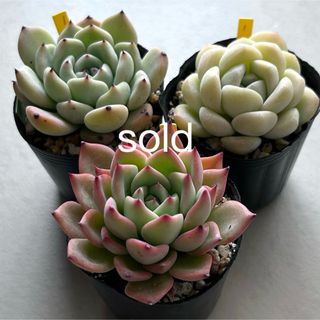 多肉植物 エケベリア オリビア大群生株 抜き苗全量!!の通販 by 多肉植物 エケベリア オリビア大群生株 抜き苗全量!!の通販 by