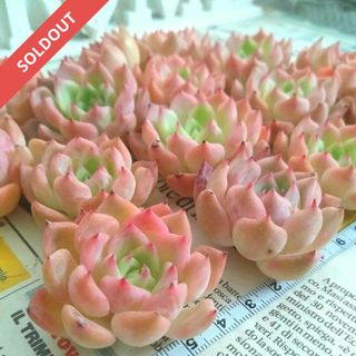 多肉植物 エケベリア オリビア大群生株 抜き苗全量!!の通販 by 多肉植物 エケベリア オリビア大群生株 抜き苗全量!!の通販 by