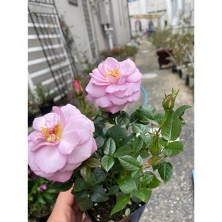 ミニ　薔薇　１株　紫系　香り(その他)