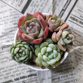 多肉植物 エケベリア オリビア大群生株 抜き苗全量!!の通販 by 多肉植物 エケベリア オリビア大群生株 抜き苗全量!!の通販 by