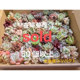 多肉植物 エケベリア オリビア大群生株 抜き苗全量!!の通販 by 多肉植物 エケベリア オリビア大群生株 抜き苗全量!!の通販 by