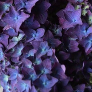 秋色にも　紫陽花　ディープパープル　苗❤️(その他)