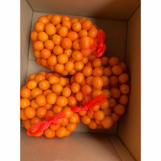 生産者 限定みかん 紀州大坊みかん 5Kg箱 2Lサイズ みかんキング 生産者 限定みかん 紀州大坊みかん 5Kg箱 2Lサイズ みかんキング