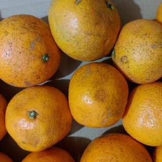 生産者 限定みかん 紀州大坊みかん 5Kg箱 2Lサイズ みかんキング 生産者 限定みかん 紀州大坊みかん 5Kg箱 2Lサイズ みかんキング