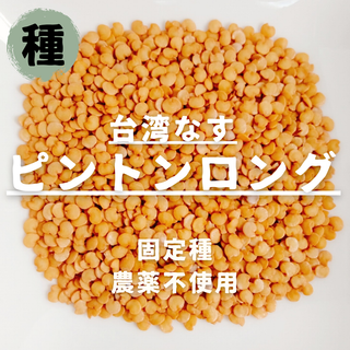 【種】台湾ナス　ピントンロング　屏東長茄　農薬不使用　30粒(野菜)