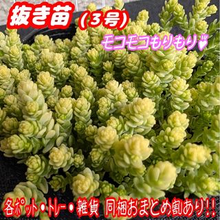 カランコエ フィフィのフリマアイテム一覧 カランコエ フィフィのフリマアイテム一覧
