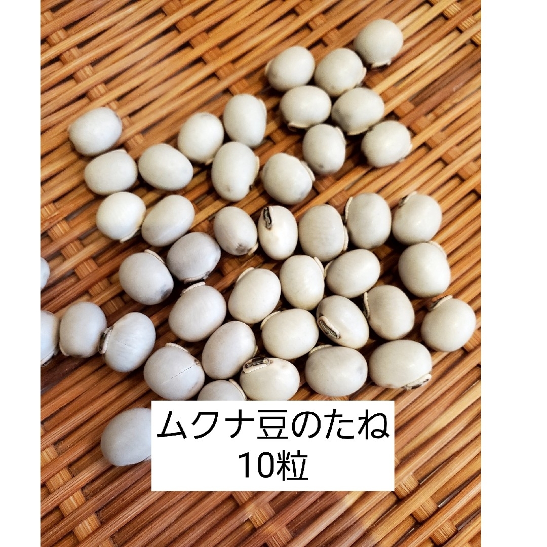 ムクナ豆 八升豆☆たね10個 その他のその他(その他)の商品写真