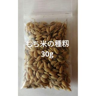 【お家で田んぼ体験】お米の種　もち米　種籾　栽培期間中農薬不使用　はざかけ米(その他)