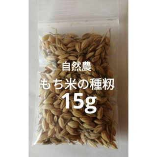 【お家で田んぼ体験】お米の種　もち米　種籾　15g 栽培期間中農薬不使用　棚田米(その他)