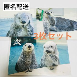 鳥羽水族館　70周年　ラッコ キラ メイ　ポストカード　3種(キャラクターグッズ)