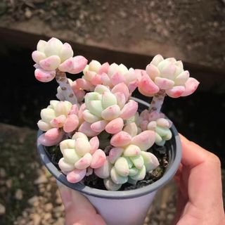 ブロンコ1つセンペルビウム多肉植物の通販 by みんと's shop ブロンコ1つセンペルビウム多肉植物の通販 by みんと's shop