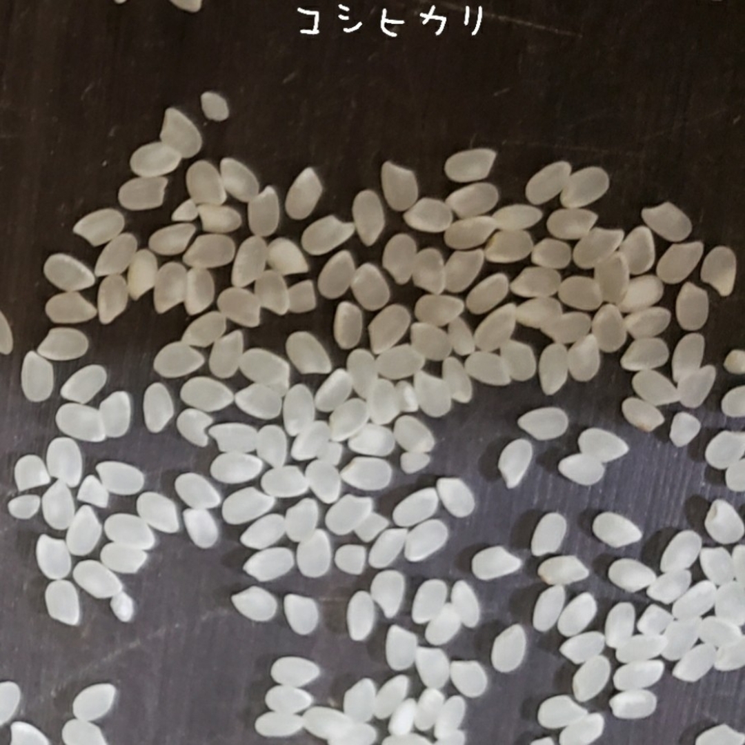 玄米 コシヒカリ 30kg 特別栽培米 茨城県産 関東圏のみの通販 by 玄米 コシヒカリ 30kg 特別栽培米 茨城県産 関東圏のみの通販 by