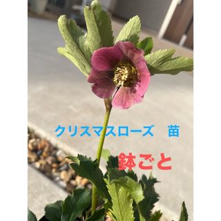 クリスマスローズ　苗　シングル咲き　スリット鉢ごと　１(その他)