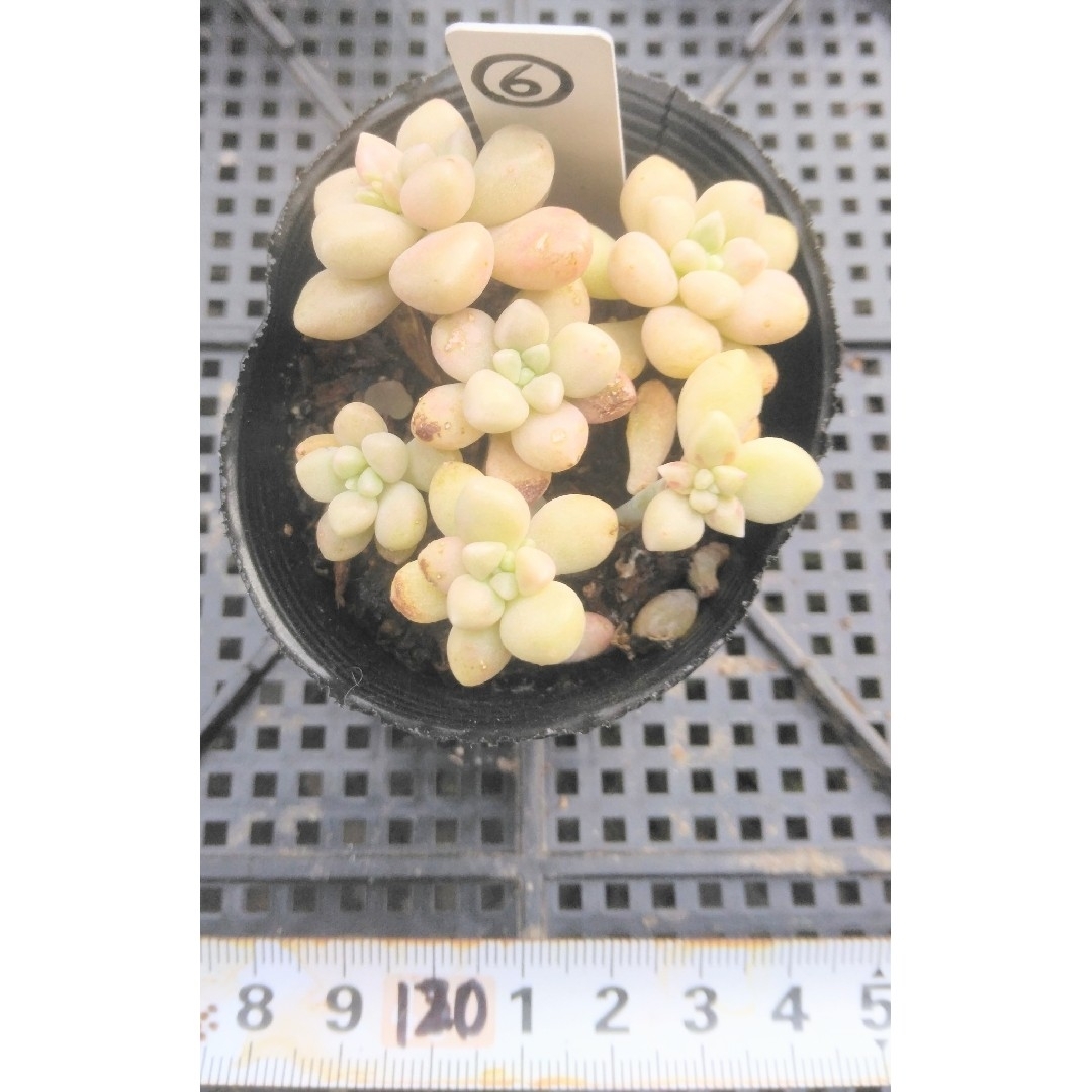 多肉植物♥だるま姫秋麗 抜き苗 ⑥ ハンドメイドのフラワー/ガーデン(その他)の商品写真