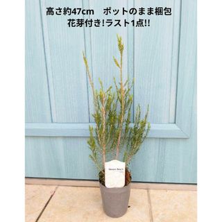 カネコゲンカイツツジ 100センチの通販 by ランド834's カネコゲンカイツツジ 100センチの通販 by ランド834's