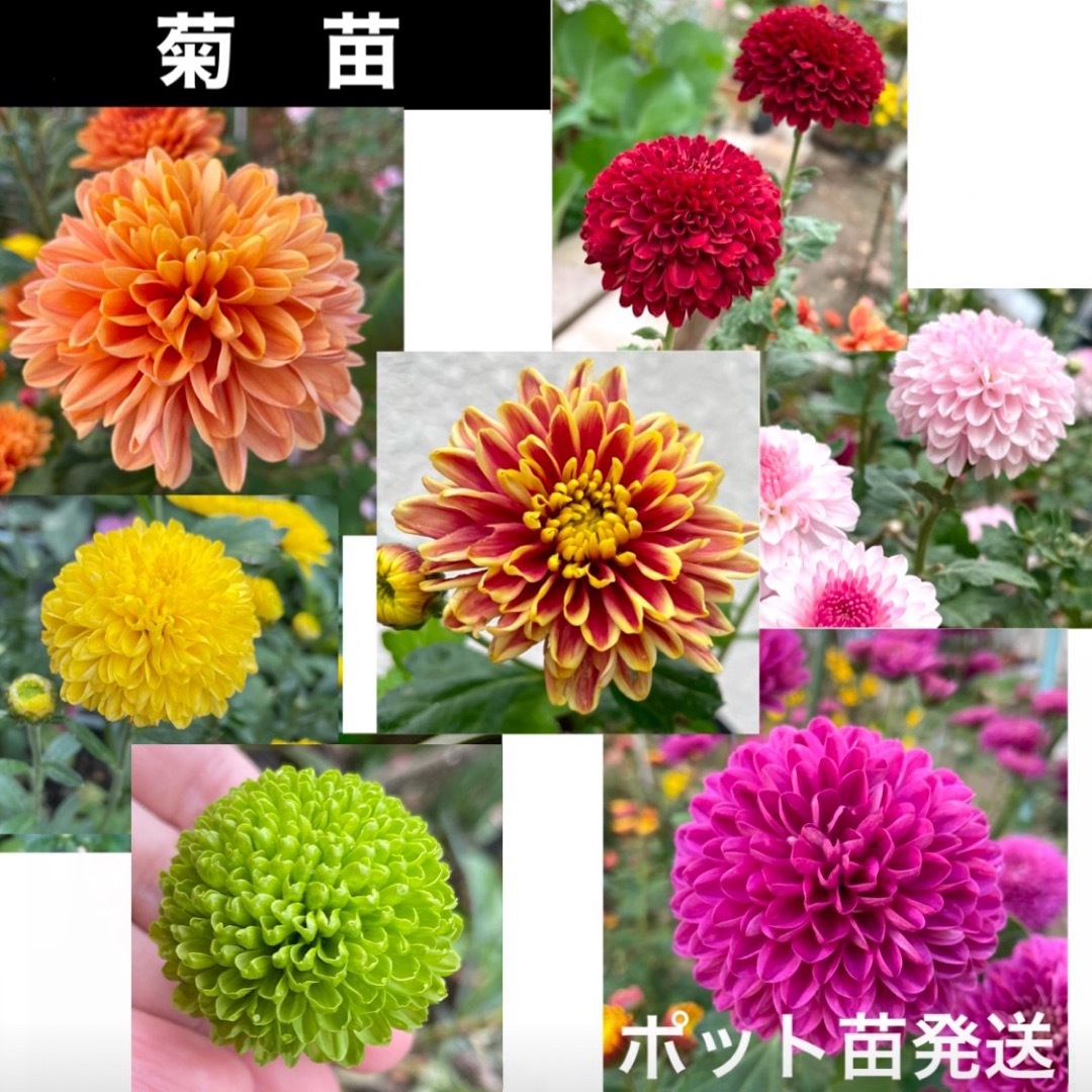 ⭐️菊苗⭐️ まずコメントにて色の指定をお願いします ハンドメイドのフラワー/ガーデン(その他)の商品写真