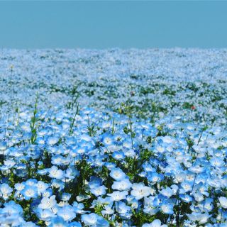 フラワー(flower)のまつ様♡専用ページ(カジュアルパンツ)