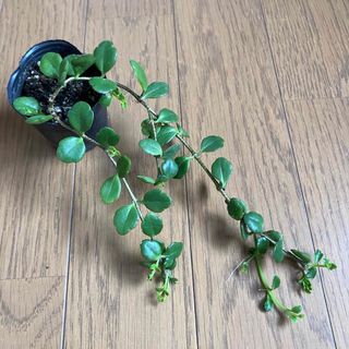 カランコエ フィフィのフリマアイテム一覧 カランコエ フィフィのフリマアイテム一覧