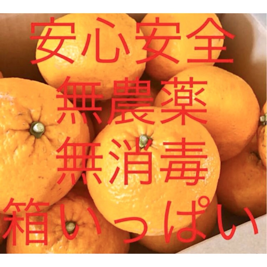 甘夏みかん ミカン♪ 安心安全 あまなつ 食品/飲料/酒の食品(フルーツ)の商品写真