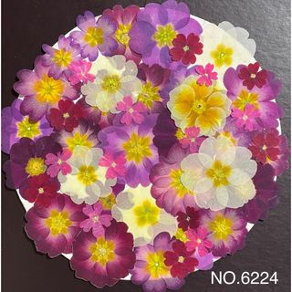 ジュリアンの押し花素材☆