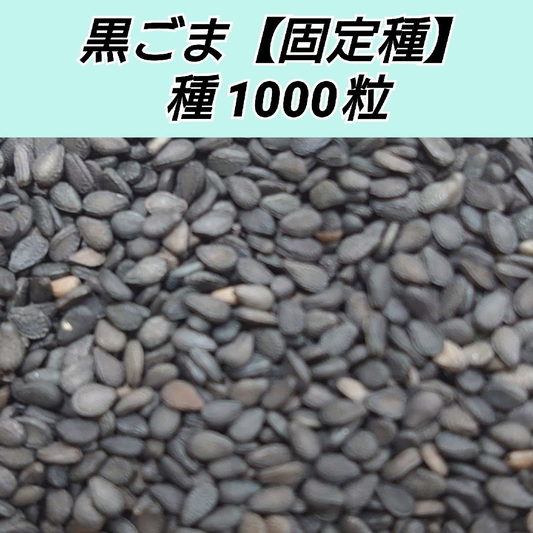 黒ゴマ 【固定種】種1000粒芝麻 ハンドメイドのフラワー/ガーデン(プランター)の商品写真