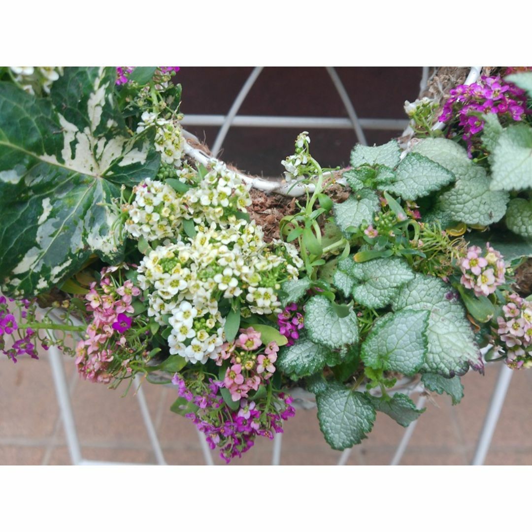 寄せ植え アリッサム リース仕立て ラミウム ハンギングリースの 寄せ植え アリッサム リース仕立て ラミウム ハンギングリースの