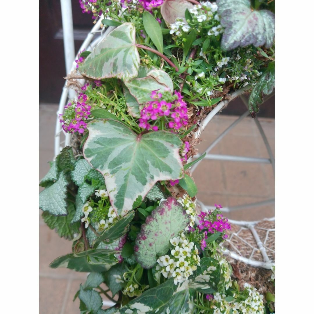 寄せ植え アリッサム リース仕立て ラミウム ハンギングリースの 寄せ植え アリッサム リース仕立て ラミウム ハンギングリースの