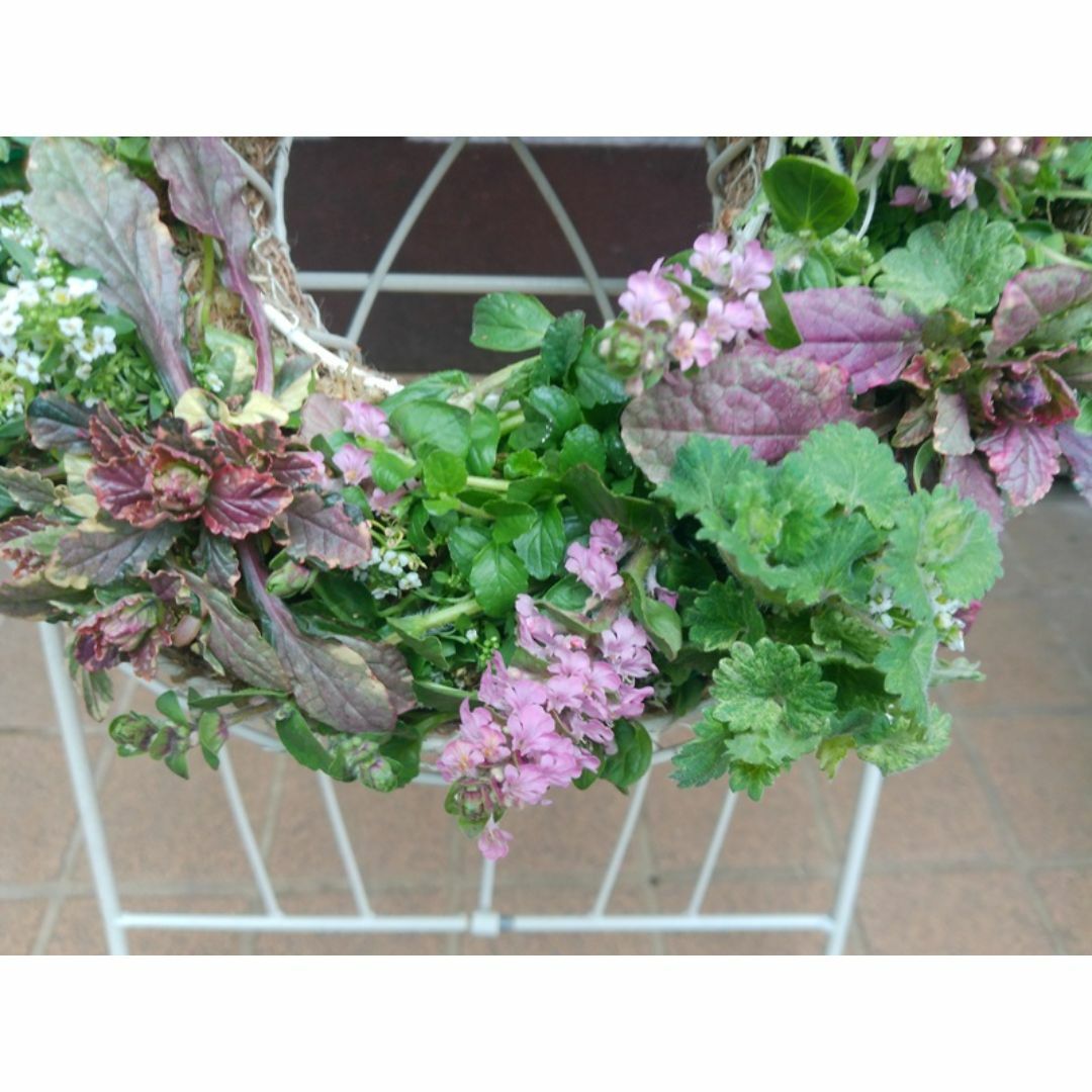 寄せ植え アリッサム リース仕立て アジュガ ハンギングリースの 寄せ植え アリッサム リース仕立て アジュガ ハンギングリースの