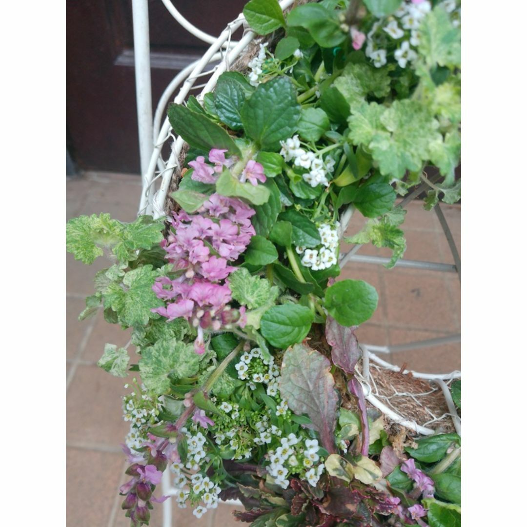 寄せ植え アリッサム リース仕立て アジュガ ハンギングリースの 寄せ植え アリッサム リース仕立て アジュガ ハンギングリースの