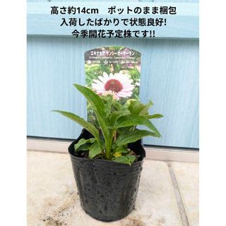 ナチュラルガーデンに欠かせない初夏のお花　☘　エキナセア　サンシーカーサーモン(その他)