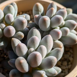 ココスヤシ シルバーリーフ 高さ120cm 幹回り50cm 幹高20cm 【3 ココスヤシ シルバーリーフ 高さ120cm 幹回り50cm 幹高20cm 【3