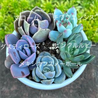 ココスヤシ シルバーリーフ高さ320cm 幹回り70cm 幹高40cm 【4 ココスヤシ シルバーリーフ高さ320cm 幹回り70cm 幹高40cm 【4