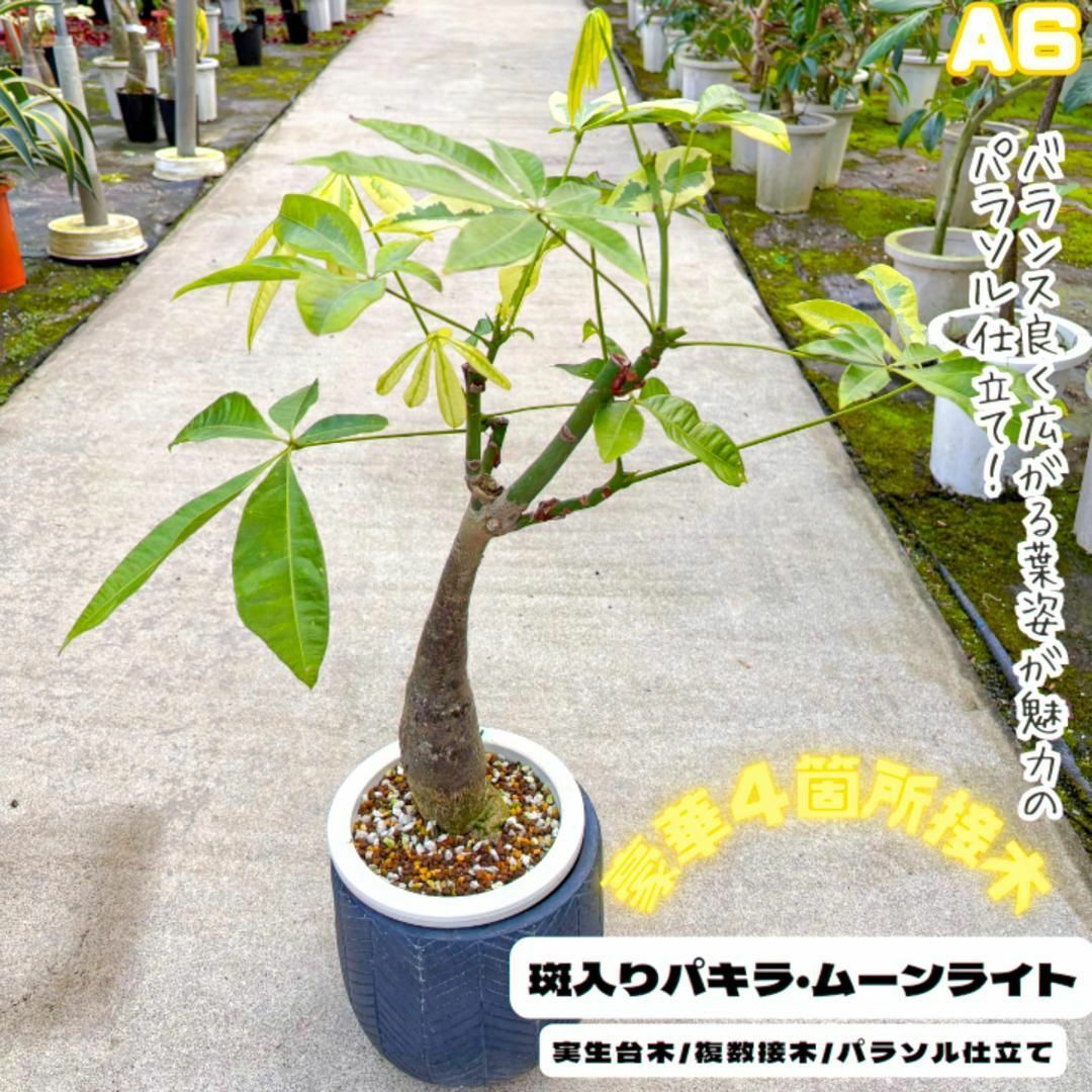 希少!実生パキラ・ムーンライトA6・豪華4箇所接ぎ木/パラソル 希少!実生パキラ・ムーンライトA6・豪華4箇所接ぎ木/パラソル
