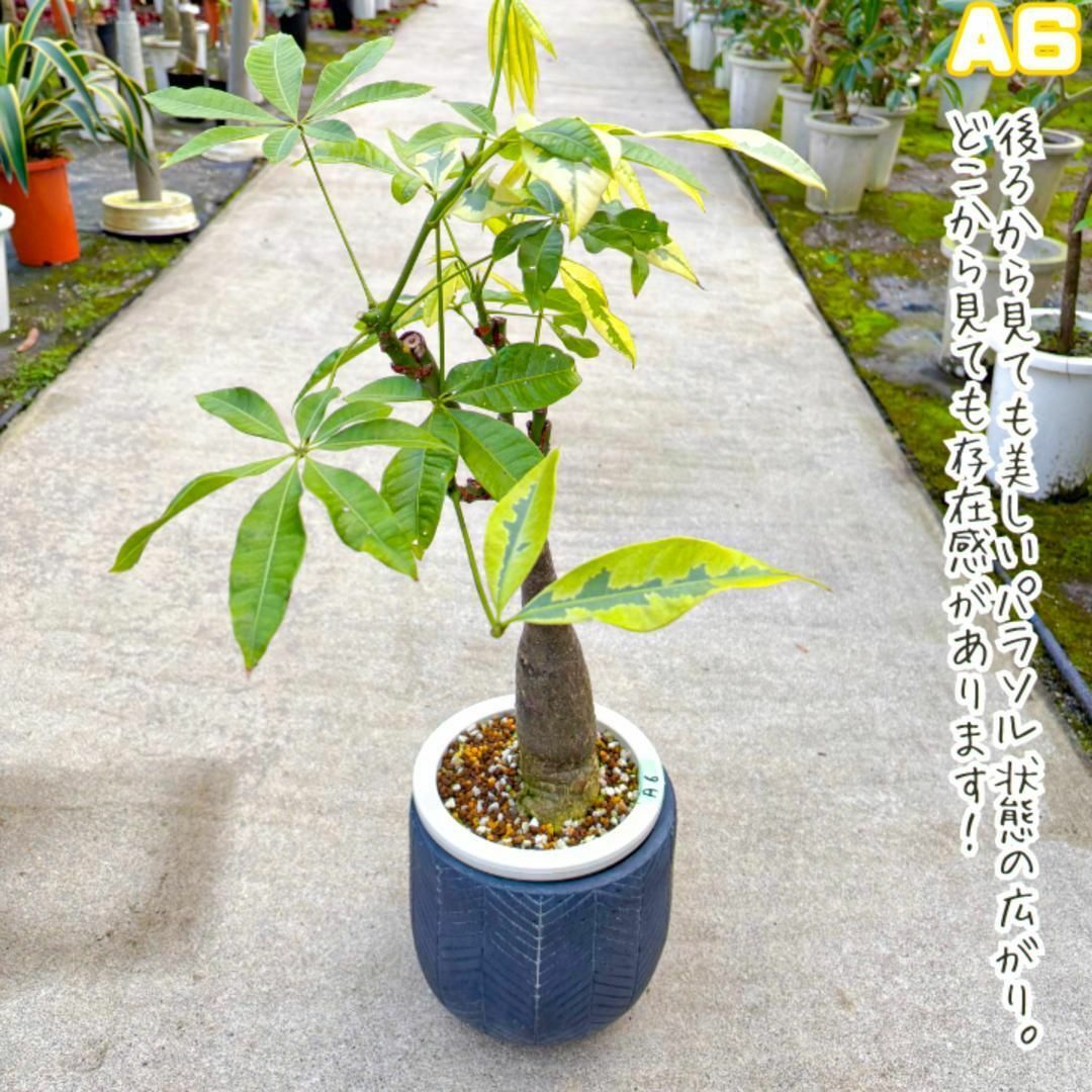 希少!実生パキラ・ムーンライトA6・豪華4箇所接ぎ木/パラソル 希少!実生パキラ・ムーンライトA6・豪華4箇所接ぎ木/パラソル
