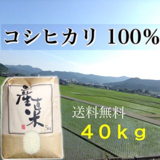 【yuni様専用】愛媛県産こしひかり100％  ４０ｋｇ  農家直送(米/穀物)