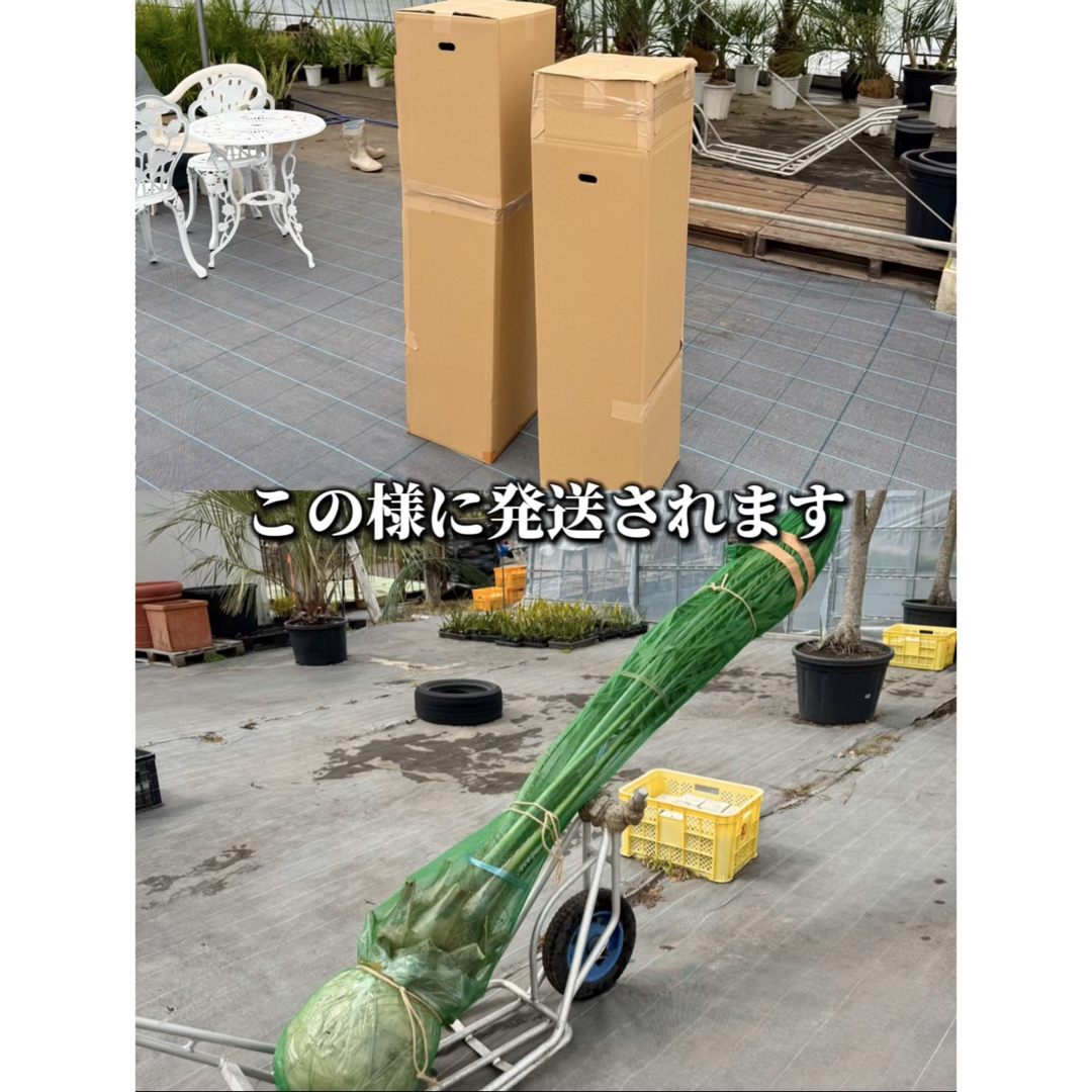 数量は多い ココスヤシ シルバーリーフ高さ260cm 幹回り85cm 幹高40〜50cm その他観葉植物