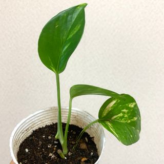 ♭♭ニューレジストン 切断砥石 ジャーンカット 25枚入り 36M ♭♭ニューレジストン 切断砥石 ジャーンカット 25枚入り 36M