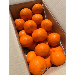 □愛媛のせとか 5k箱□家庭用□除草剤使用無 万田酵素散布□の □愛媛のせとか 5k箱□家庭用□除草剤使用無 万田酵素散布□の