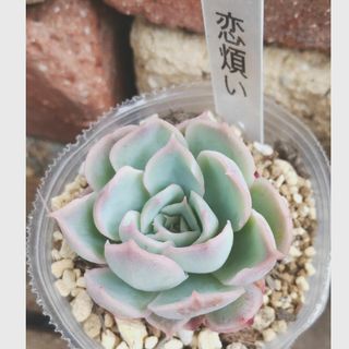 花月夜① 抜き苗 エケベリア 多肉植物の通販 by timtamlover's 花月夜① 抜き苗 エケベリア 多肉植物の通販 by timtamlover's