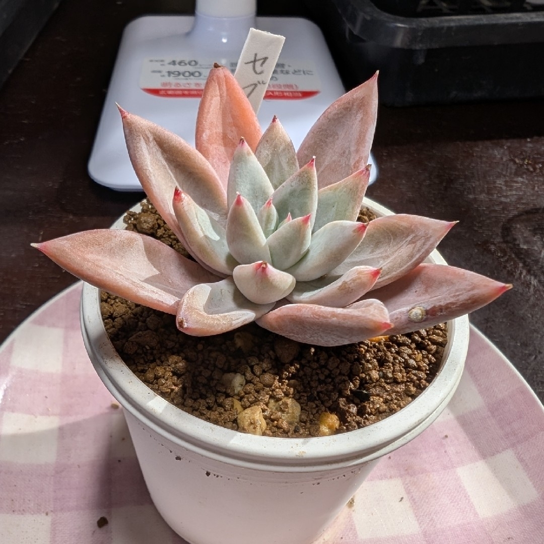 多肉植物こ272 エケベリア セブンナイト カット苗の通販 by 多肉植物こ272 エケベリア セブンナイト カット苗の通販 by