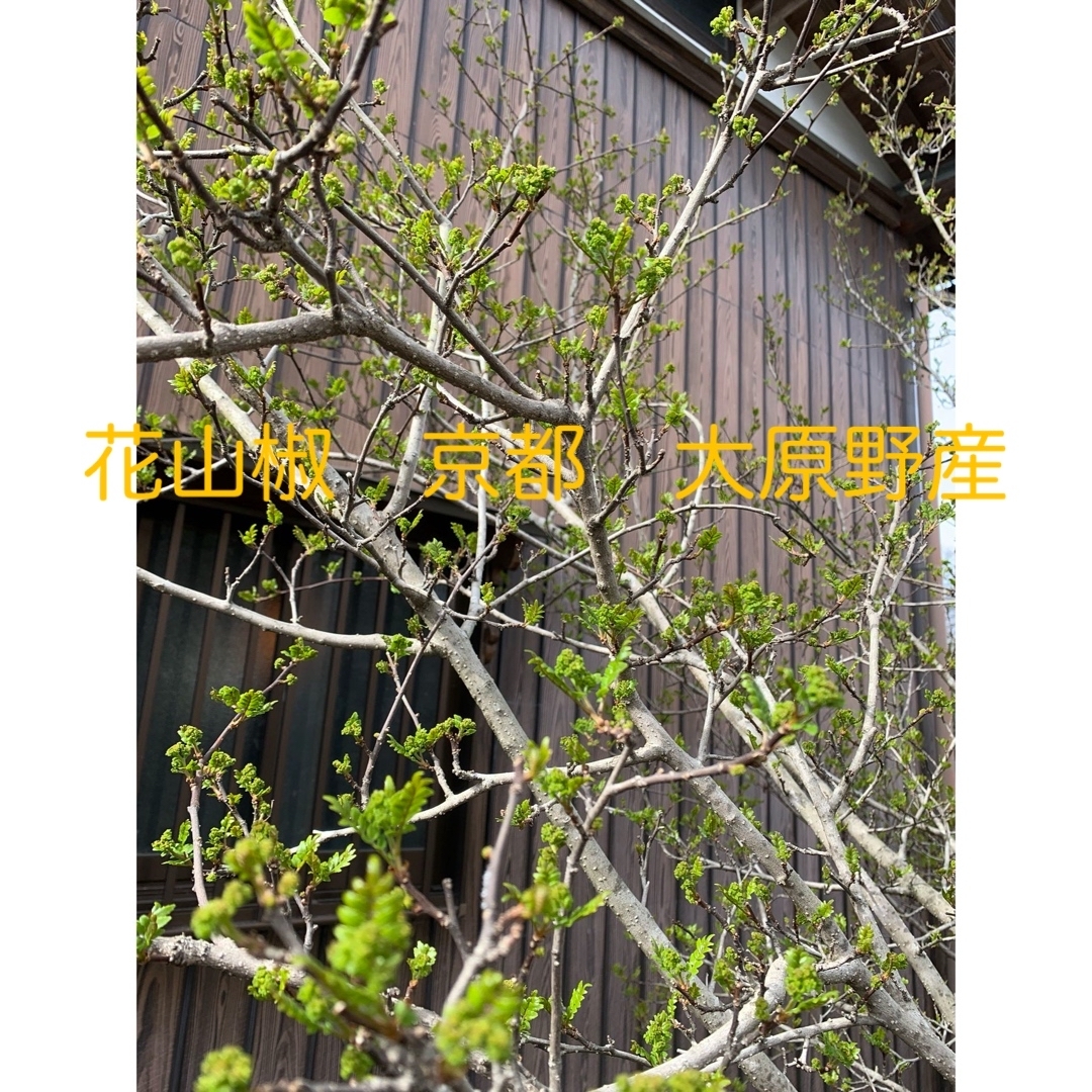 花山椒 50g 京都 大原野産の通販 by 花タケノコ's shop|ラクマ 花山椒 50g 京都 大原野産の通販 by 花タケノコ's shop|ラクマ
